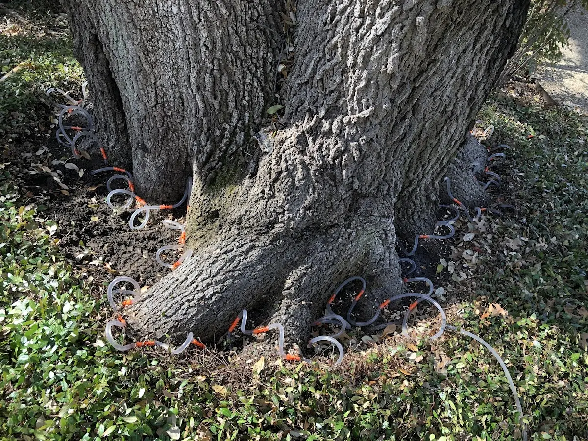 Detailed Tree Cabling and Bracing job site in Mc Callsburg