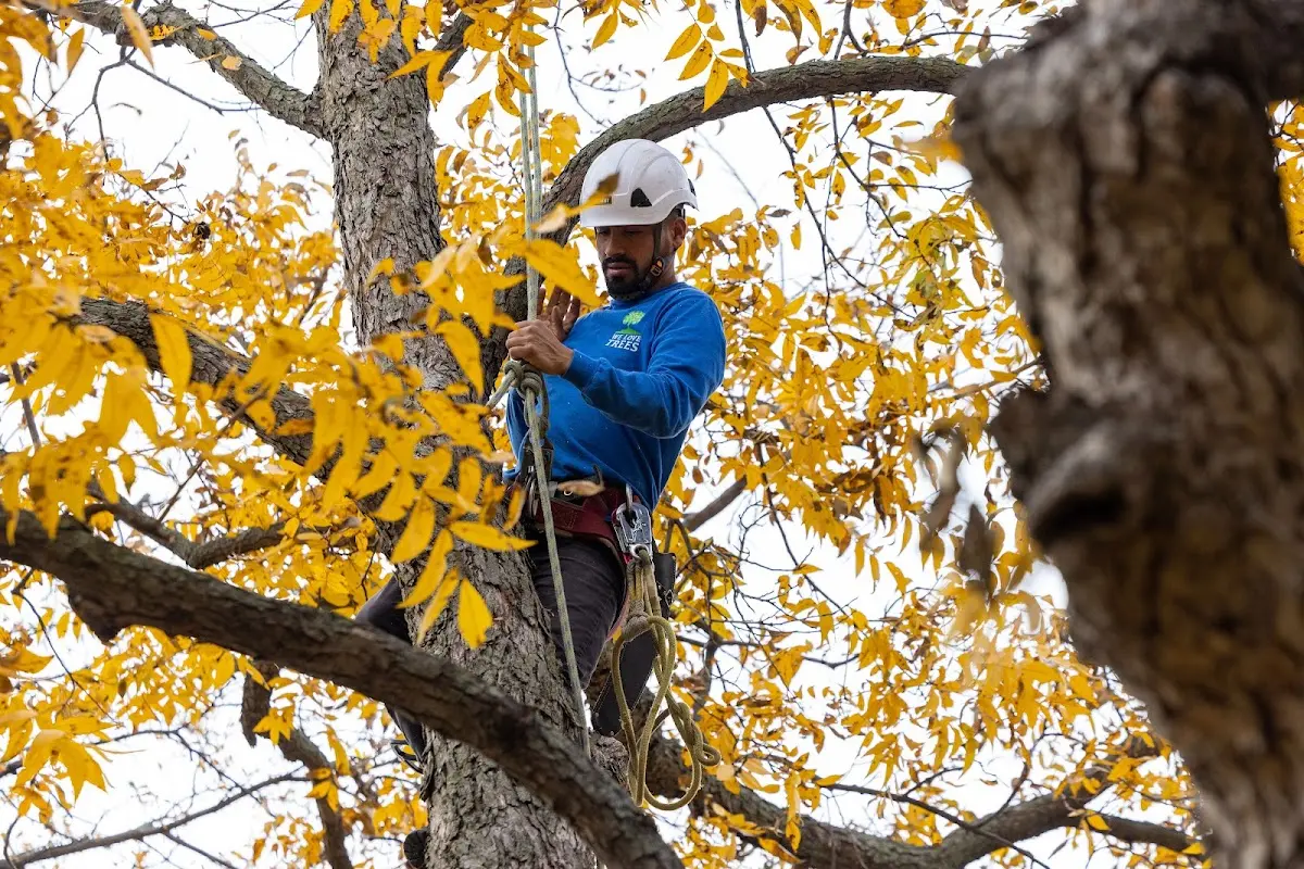 Skilled Tree Pruning crew working in Mc Callsburg